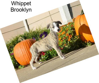 Whippet Brooklyn