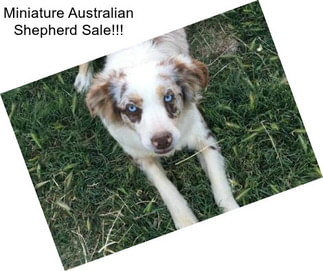 Miniature Australian Shepherd Sale!!!