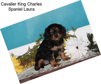 Cavalier King Charles Spaniel Laura