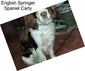 English Springer Spaniel Carly