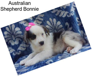 Australian Shepherd Bonnie