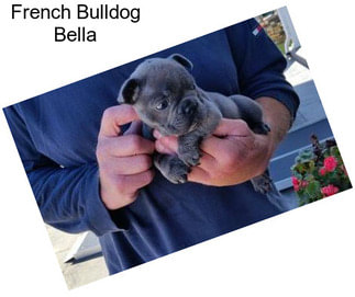 French Bulldog Bella