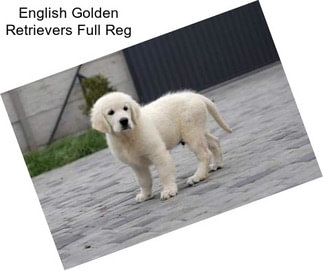 English Golden Retrievers Full Reg