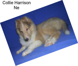 Collie Harrison Ne