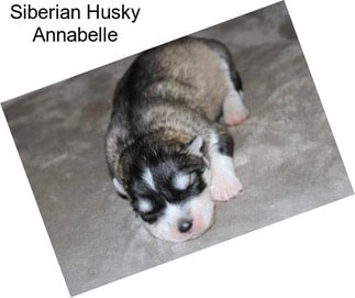 Siberian Husky Annabelle