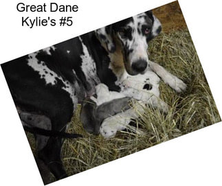 Great Dane Kylie\'s #5