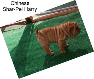 Chinese Shar-Pei Harry