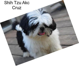 Shih Tzu Akc Cruz