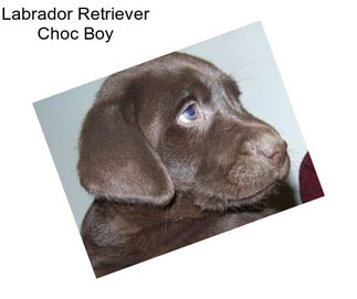Labrador Retriever Choc Boy