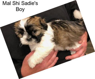 Mal Shi Sadie\'s Boy