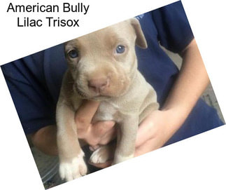 American Bully Lilac Trisox