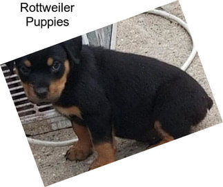 Rottweiler Puppies