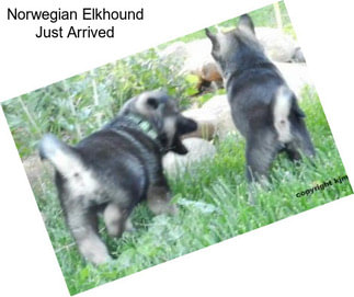 Norwegian Elkhound Just Arrived