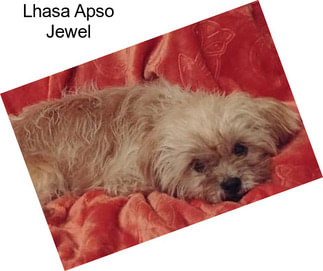 Lhasa Apso Jewel