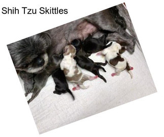 Shih Tzu Skittles