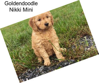 Goldendoodle Nikki Mini
