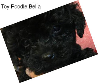 Toy Poodle Bella