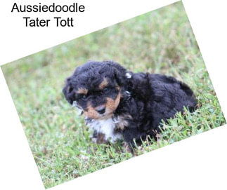 Aussiedoodle Tater Tott