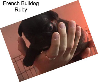 French Bulldog Ruby