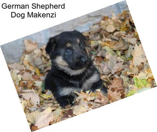 German Shepherd Dog Makenzi