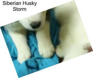 Siberian Husky Storm