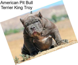 American Pit Bull Terrier King Troy