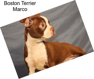 Boston Terrier Marco