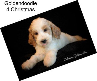 Goldendoodle 4 Christmas