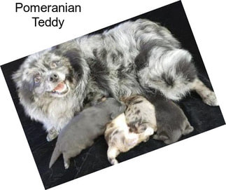 Pomeranian Teddy