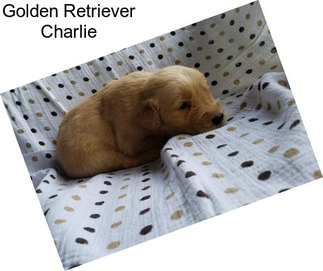 Golden Retriever Charlie