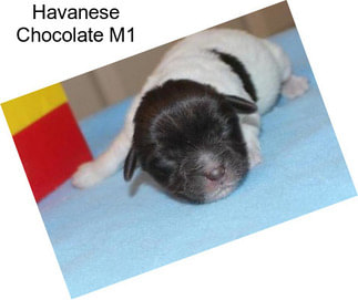 Havanese Chocolate M1