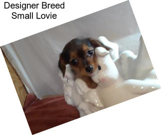 Designer Breed Small Lovie