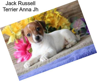 Jack Russell Terrier Anna Jh