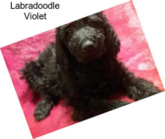 Labradoodle Violet