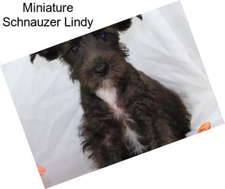 Miniature Schnauzer Lindy