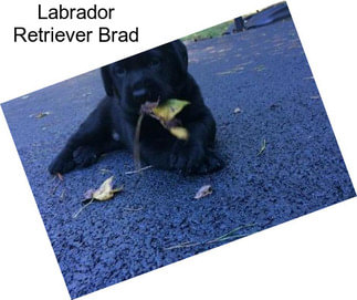 Labrador Retriever Brad