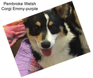 Pembroke Welsh Corgi Emmy-purple