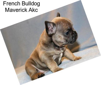 French Bulldog Maverick Akc
