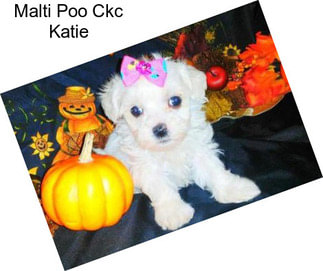 Malti Poo Ckc Katie