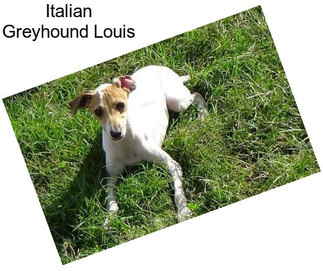 Italian Greyhound Louis