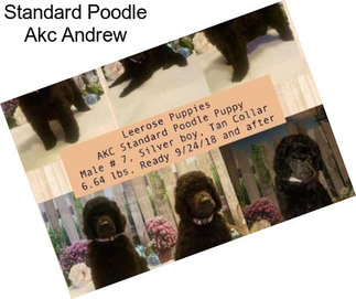 Standard Poodle Akc Andrew
