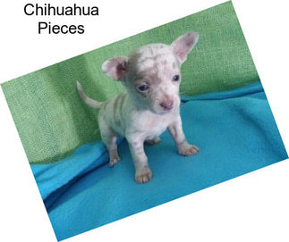 Chihuahua Pieces