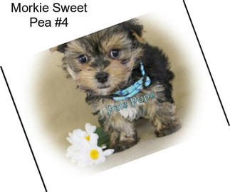 Morkie Sweet Pea #4