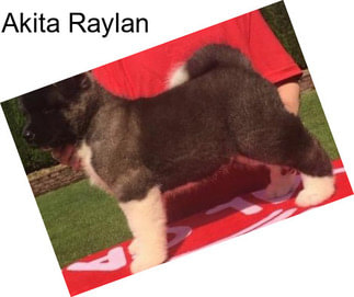 Akita Raylan