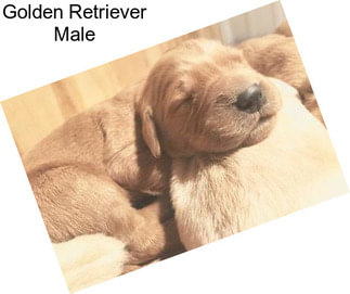 Golden Retriever Male