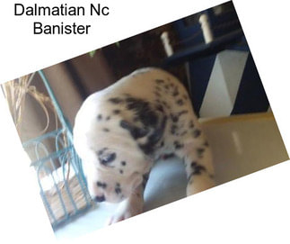 Dalmatian Nc Banister
