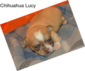 Chihuahua Lucy