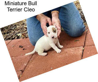 Miniature Bull Terrier Cleo