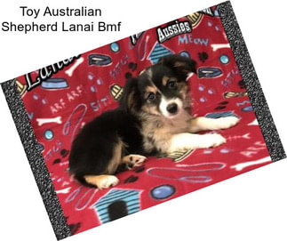 Toy Australian Shepherd Lanai Bmf