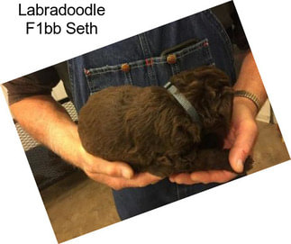 Labradoodle F1bb Seth